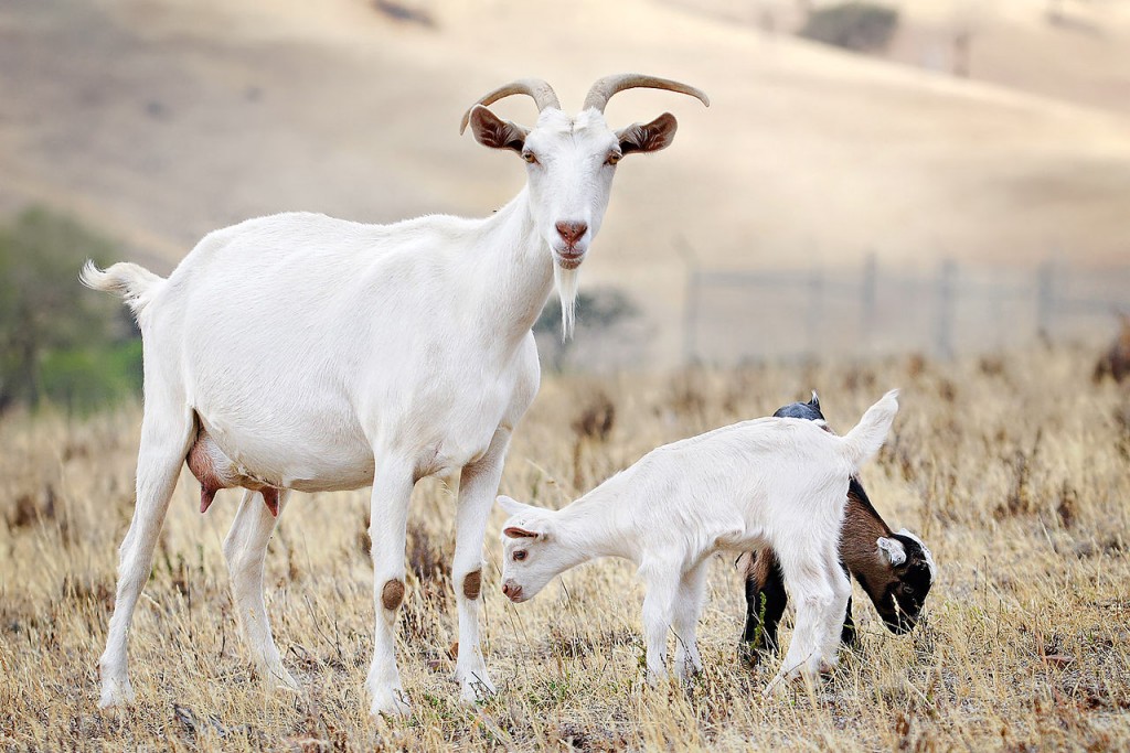 Goat_family