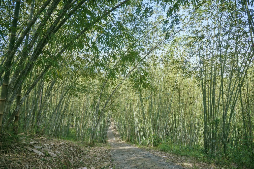 Bamboo Forest - Kim Son (3)
