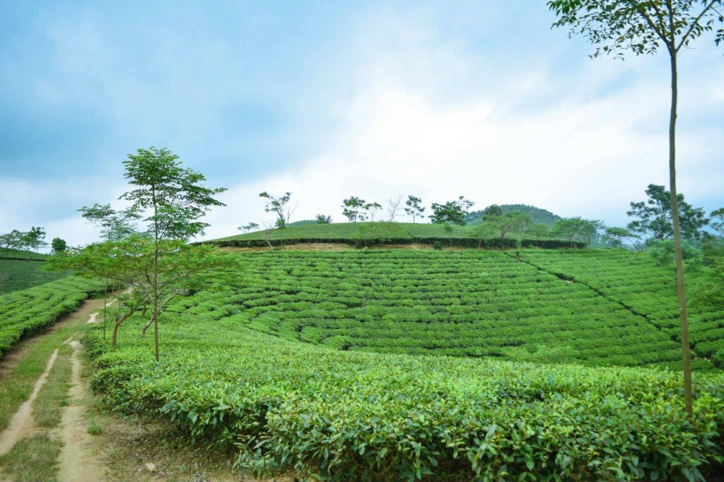 Đồi chè Cầu Đất 1