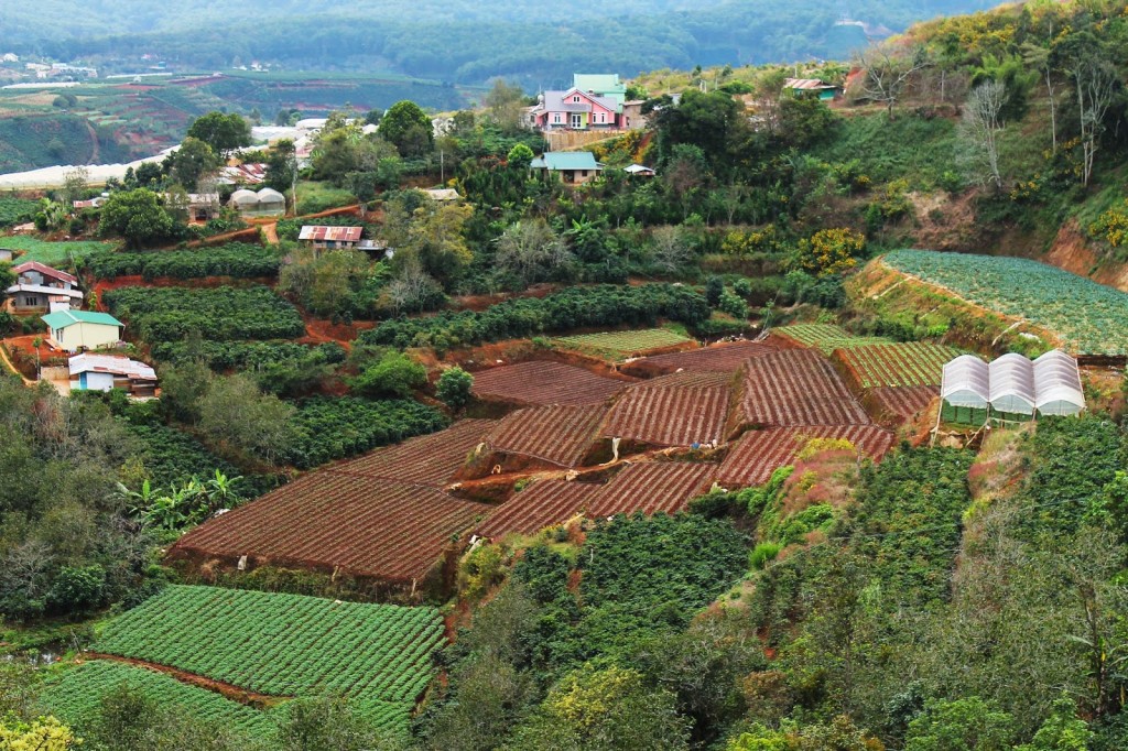 Đồi chè Cầu Đất
